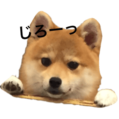 [LINEスタンプ] 豆柴風miro