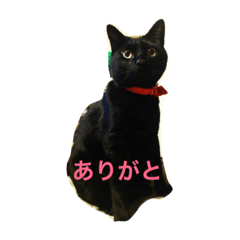 [LINEスタンプ] ハッピー、ラブリー、うに〈ねこ〉