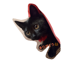 [LINEスタンプ] 黒猫シンディ