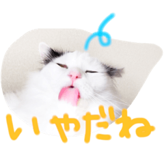 [LINEスタンプ] 猫達のごあいさつ(プライベート編)
