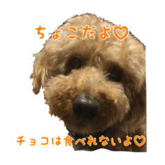 [LINEスタンプ] トイプーのつもりのちょこさん