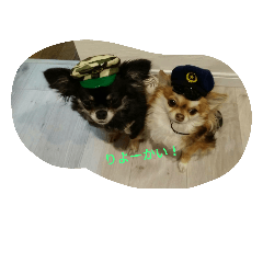 [LINEスタンプ] チワワ チワワ チワワン