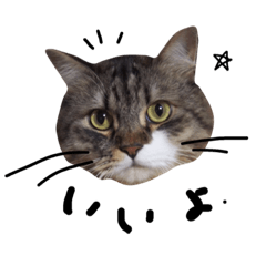 [LINEスタンプ] 猫 ハル
