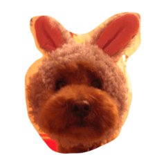 [LINEスタンプ] プードル ハニー君