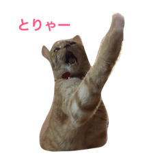 [LINEスタンプ] 茶トラねこのユキチ。