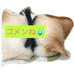 [LINEスタンプ] 仲良し猫