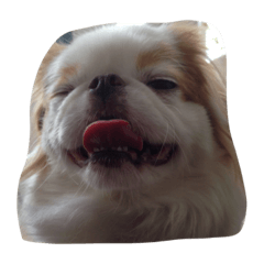 [LINEスタンプ] まゆげ犬 ポンス