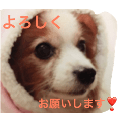[LINEスタンプ] グゥスタンプ