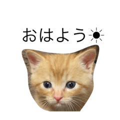 [LINEスタンプ] シューちゃん