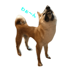 [LINEスタンプ] 柴犬のわふ