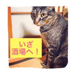 [LINEスタンプ] 小磯さん家のねこ達