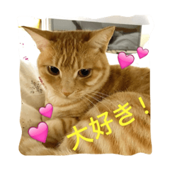 [LINEスタンプ] サランちゃんの可愛い猫スタンプ2