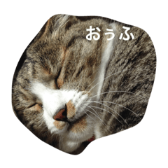[LINEスタンプ] 我が家のミミちゃんパート2