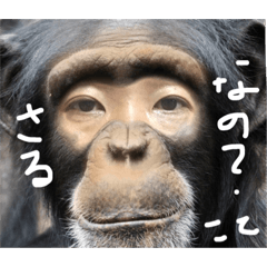 [LINEスタンプ] こてこ専用名前スタンプ