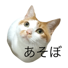 [LINEスタンプ] もっちのスタンプ
