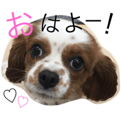 [LINEスタンプ] ピースのなかまたち