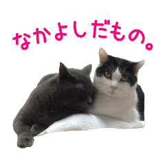 [LINEスタンプ] ねこスタッフ いつでも編の画像（メイン）