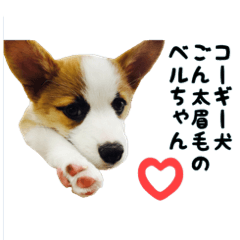 [LINEスタンプ] コーギー犬ごん太眉毛のベルちゃん
