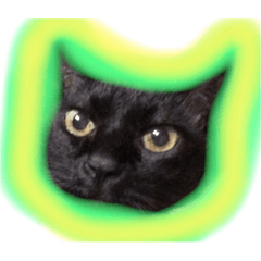 [LINEスタンプ] 黒猫モモ