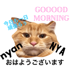 [LINEスタンプ] ネコねこスタンプ