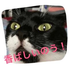 [LINEスタンプ] イケメン猫さんおまめさんの画像（メイン）