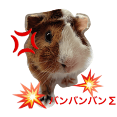[LINEスタンプ] ぴりおスタンプその2