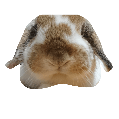 [LINEスタンプ] ちゃちゃまるくん