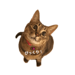 [LINEスタンプ] 猫のまみ