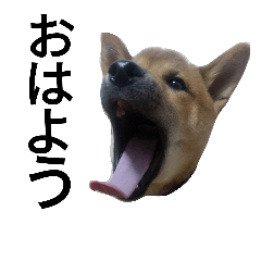 [LINEスタンプ] 柴犬サニーの日常 #1
