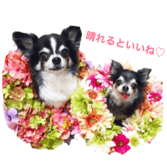 [LINEスタンプ] チワワのファミリリ