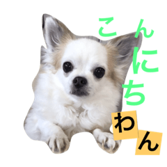[LINEスタンプ] くぅちゃん 〜心の声〜 Vo.1