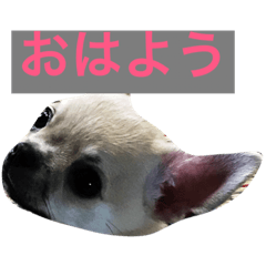 [LINEスタンプ] チップ(ちーちゃん)