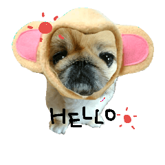 [LINEスタンプ] ペキニーズのジャックさん。