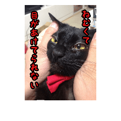 [LINEスタンプ] 家のこまとここあ