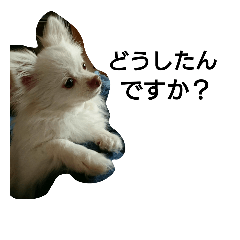 [LINEスタンプ] 犬のモコちゃん