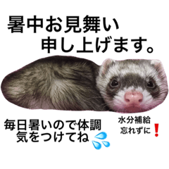 [LINEスタンプ] I LOVE FERRET 5 フェレット