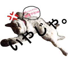 [LINEスタンプ] 小梅すたんぷ(だいぶ岐阜弁)