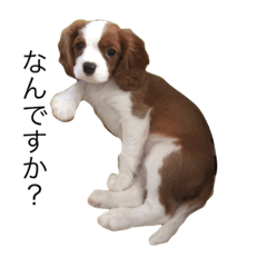[LINEスタンプ] キャバリアのブルーノさん