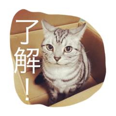 [LINEスタンプ] りんちゃんと一緒