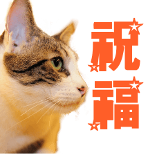 [LINEスタンプ] Happy 5 Cats