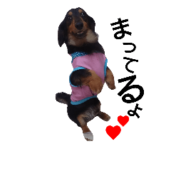[LINEスタンプ] マロン 犬。