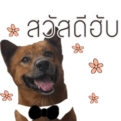 [LINEスタンプ] kaitung