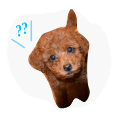 [LINEスタンプ] ロイ トイプードル