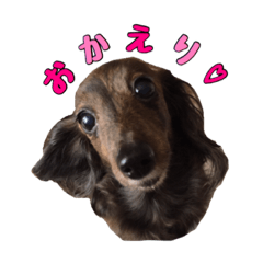 [LINEスタンプ] 愛犬ダックスのヒメ様