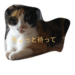 [LINEスタンプ] ふくちゃん＆くまのスタンプ