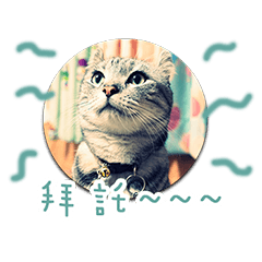 [LINEスタンプ] the dog and cat