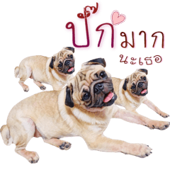 [LINEスタンプ] What The PUGs 2