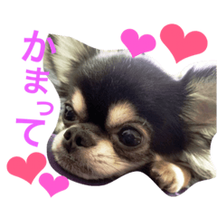[LINEスタンプ] ラブチワワ