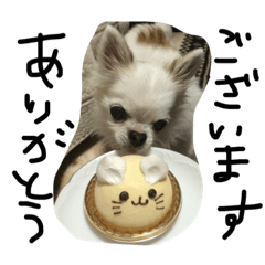 [LINEスタンプ] オリバー チワワ