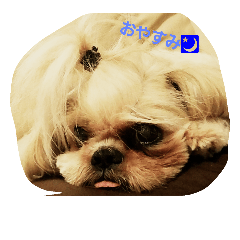 [LINEスタンプ] ビーちゃん！